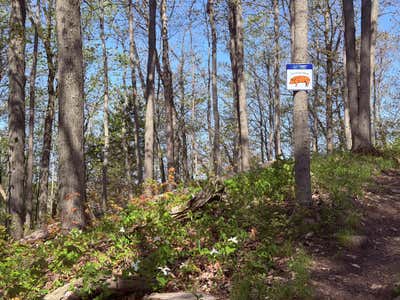 The Hog's Back trail marker on a tree, with white trilliums blooming on the slope below