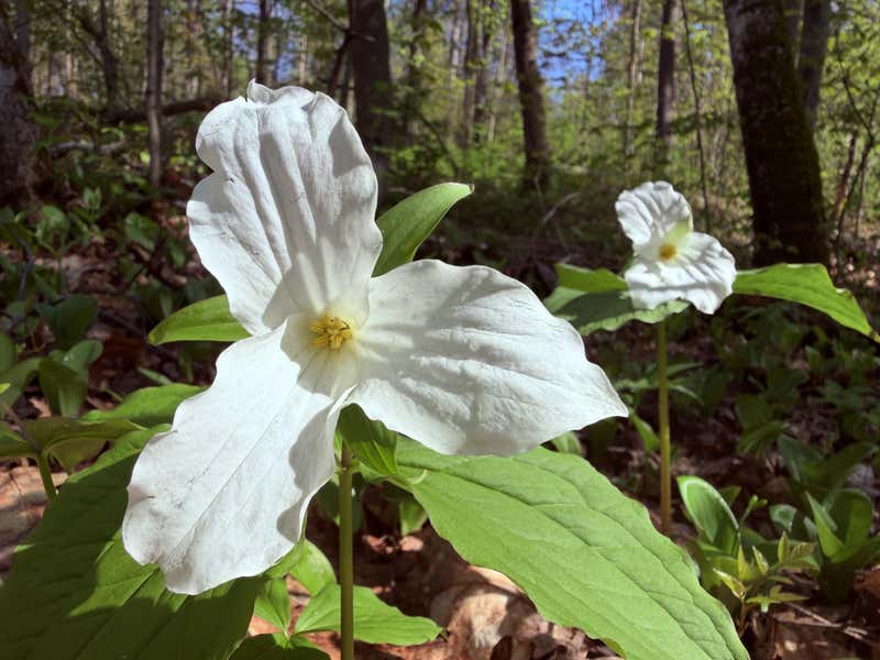 One big trillium in the foreground catching the sun, a second one standing tall behind it