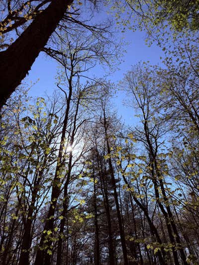 Looking up at the spring canopy, sun pushing through bare branches and new leaves
