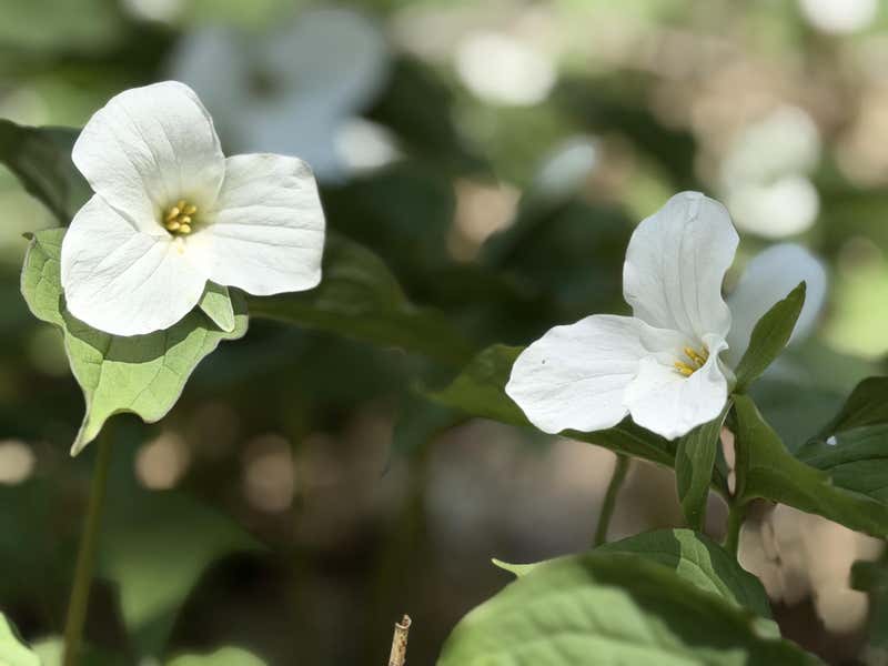 Two white trilliums in close-up, dappled light through the leaves