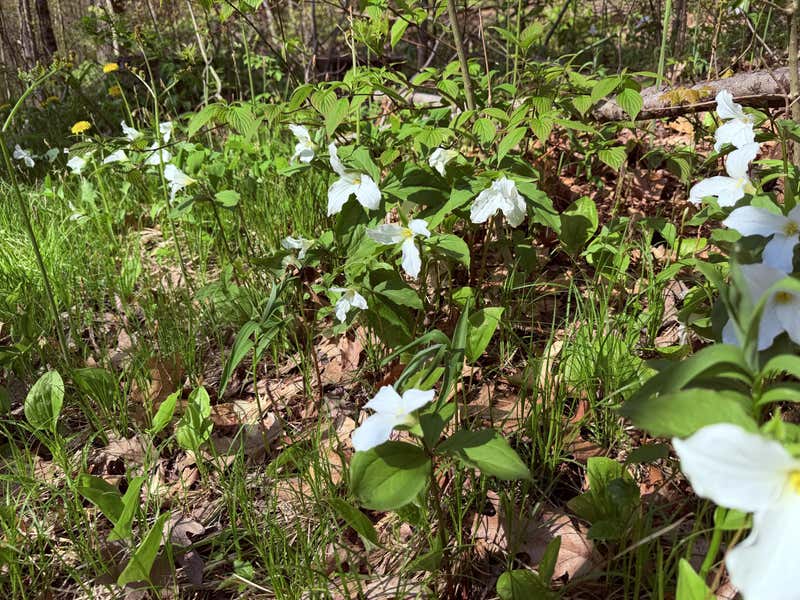 A patch of trilliums spilling across the forest floor just off the trail