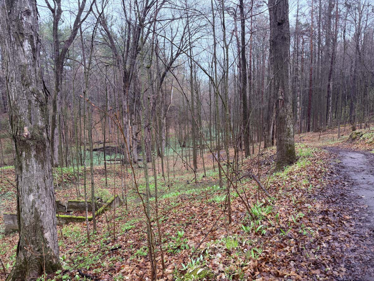 A wet trail through bare-branched spring forest at Orono Crown Lands, green ground cover beginning to come up