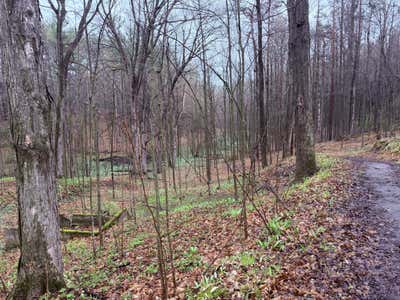 A wet trail through bare-branched spring forest at Orono Crown Lands, green ground cover beginning to come up
