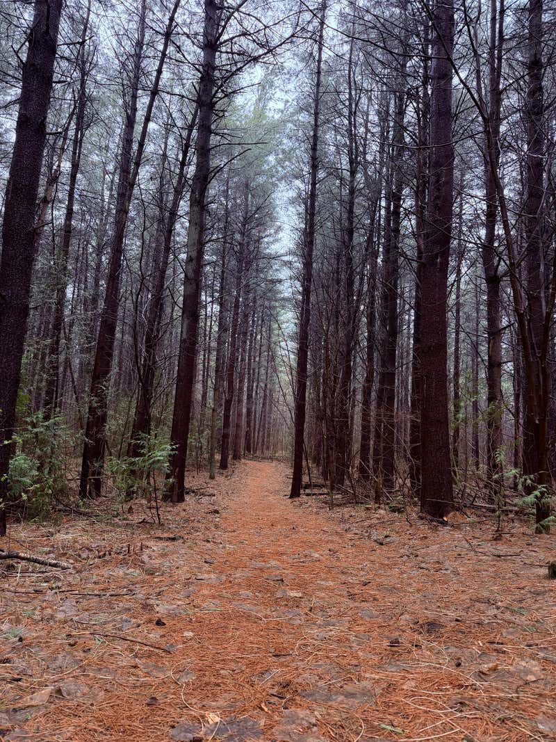 A pine forest path covered in fallen needles, tall trunks rising on either side