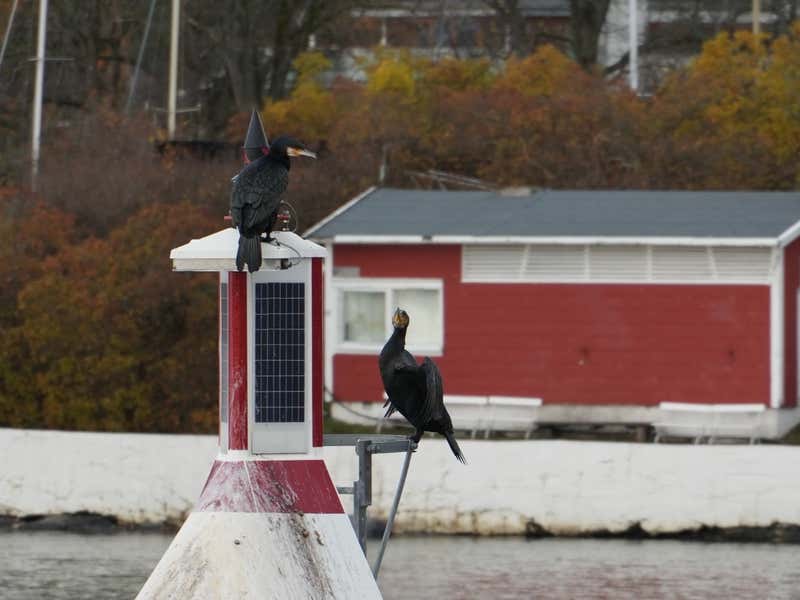 Cormorants resting on a channel marker