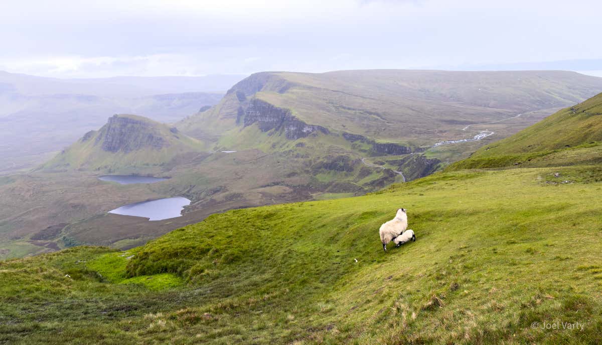 A sheep and her lamb on the slopes, with the loch and the road far below
