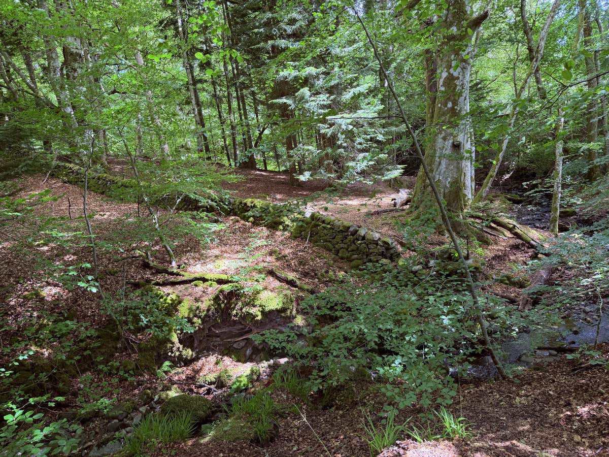 Into the woodlands at the start, mossy stones and a stream beside the path