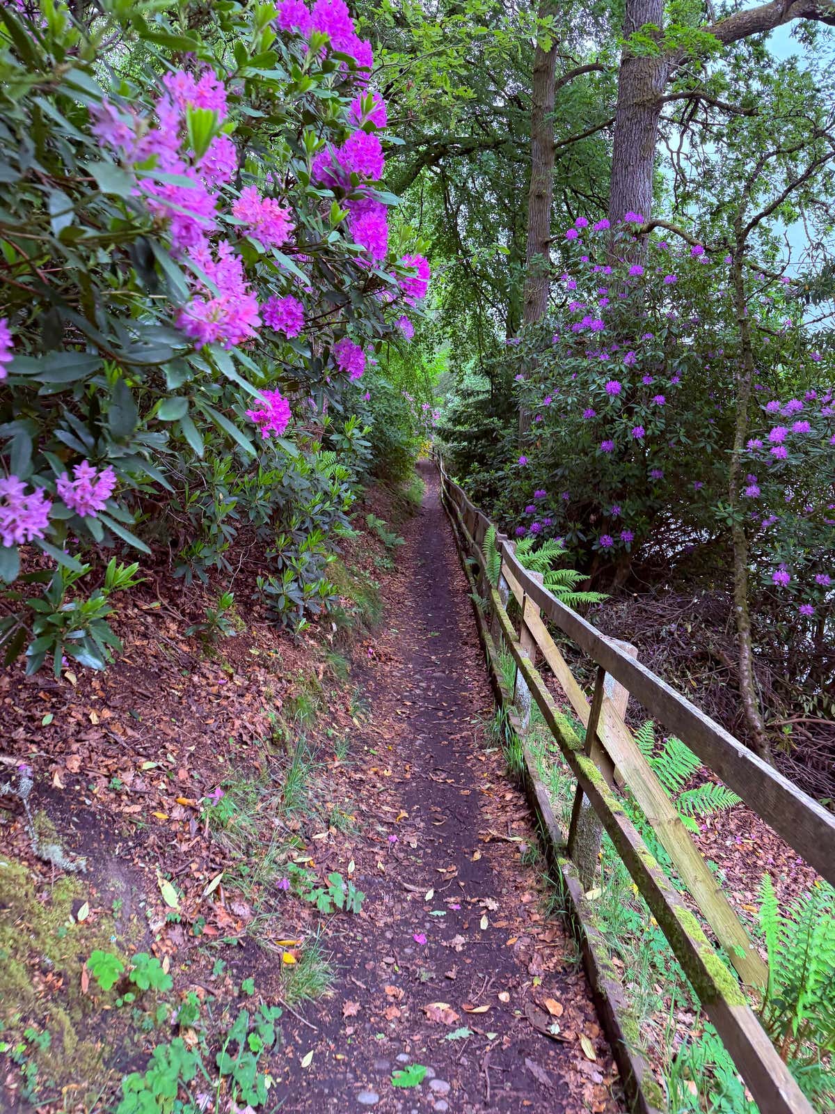 The hotel grounds full of rhododendrons in bloom