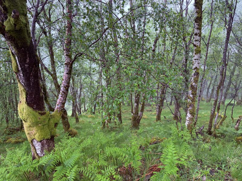 Into the birch woods on the way down, ferns everywhere