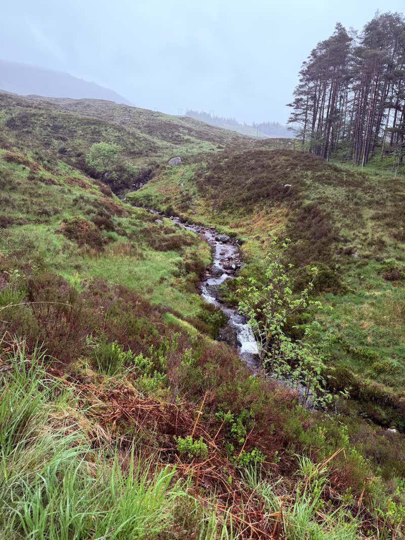 A smaller burn coming down right alongside the trail