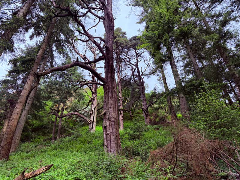 Some seriously gnarled old trees in the woods on the way up