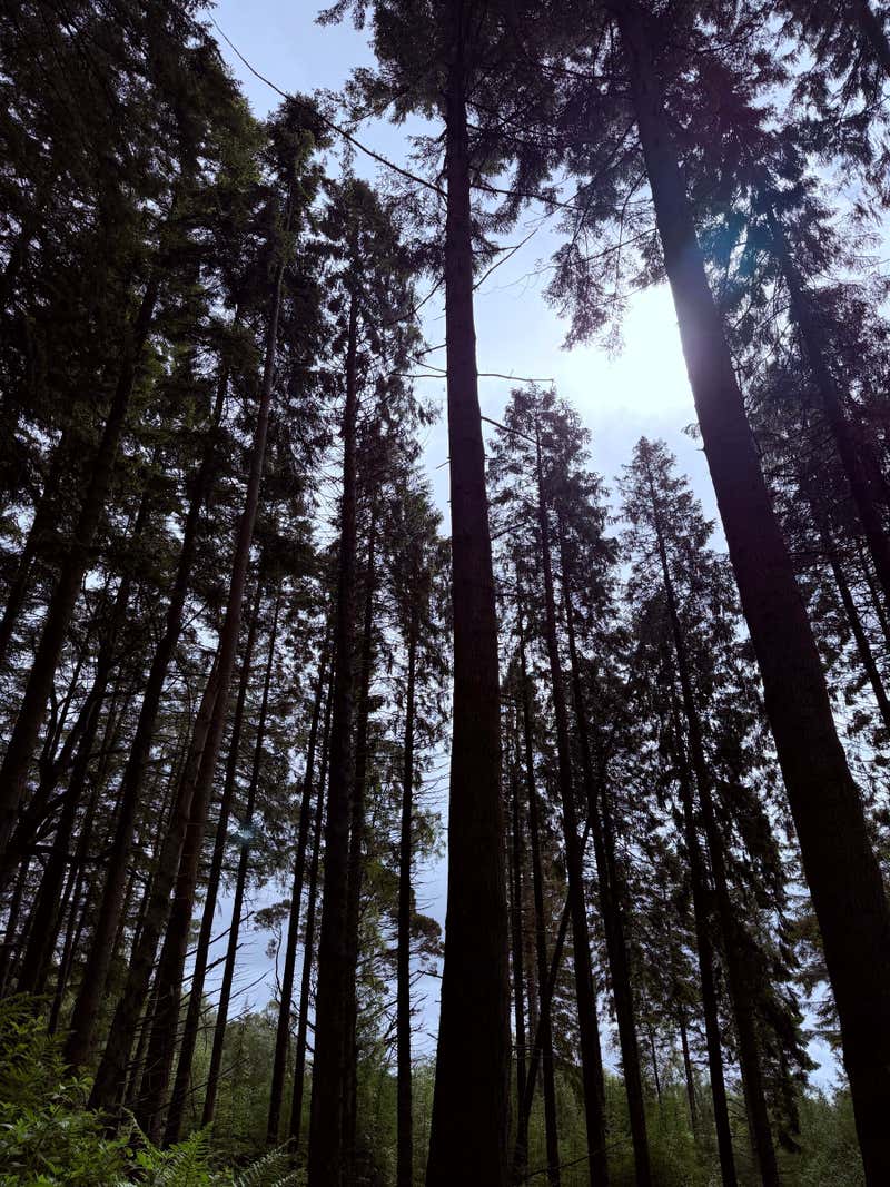 The trail starts in the trees, all that height looking straight up