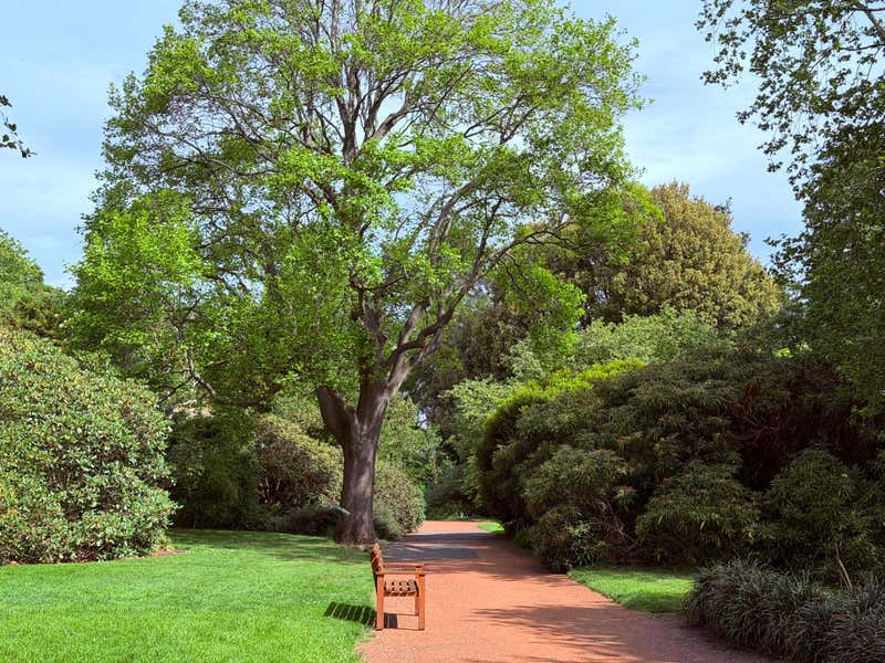 A quiet bench under a big tree along the red gravel path