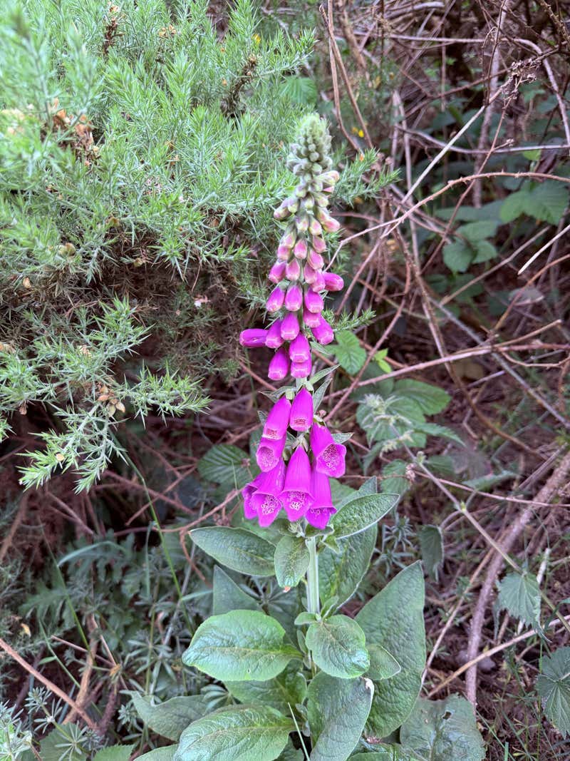 A tall pink foxglove growing among the gorse