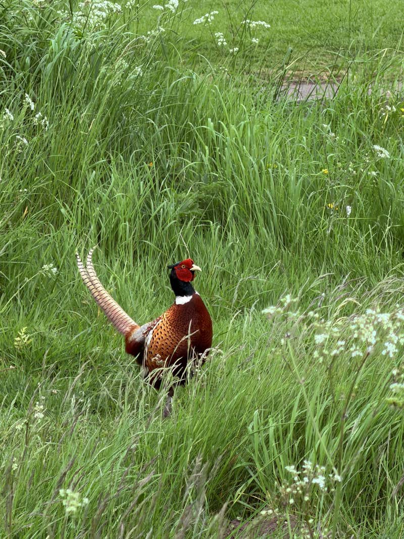 A distinctive looking pheasant in the long grass