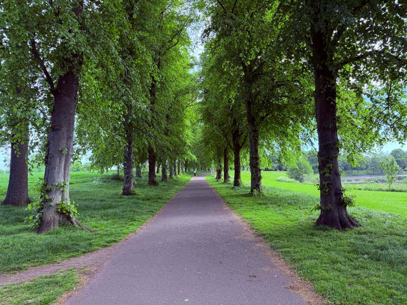 A tree-lined path on the way in