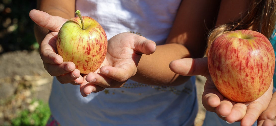 Apples
