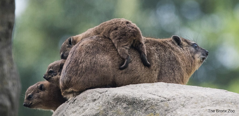 Cuddly animals at The Bronx Zoo