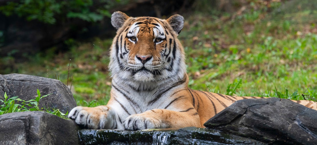 bronx zoo 