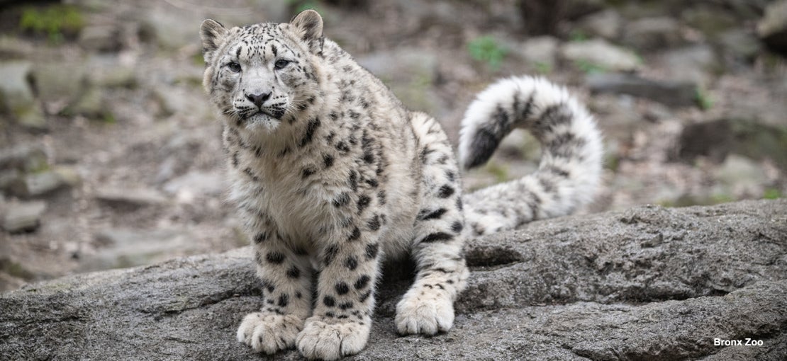 Bronx Zoo