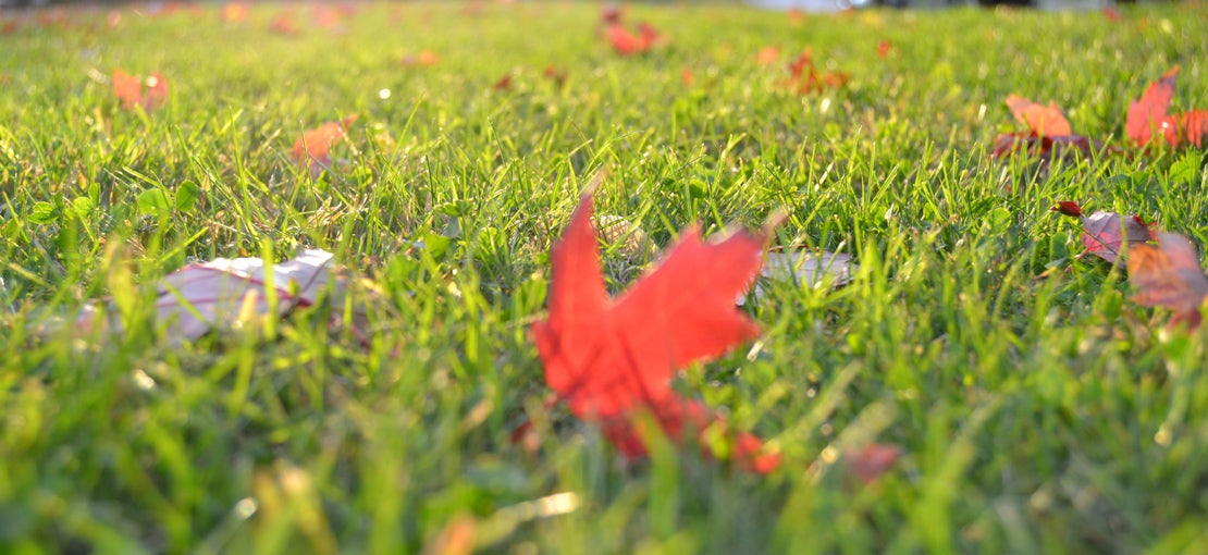 leaves