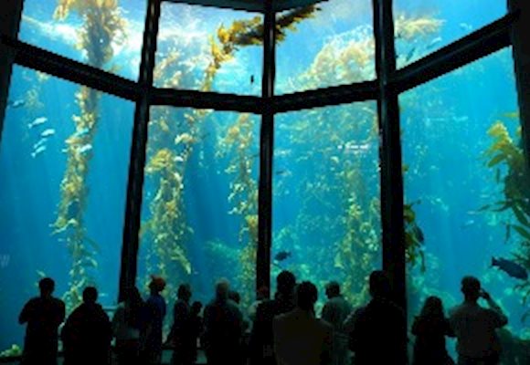 Virtual Guide to Zoos and Aquariums...Visit Your Favorite Animal Anywhere in The World