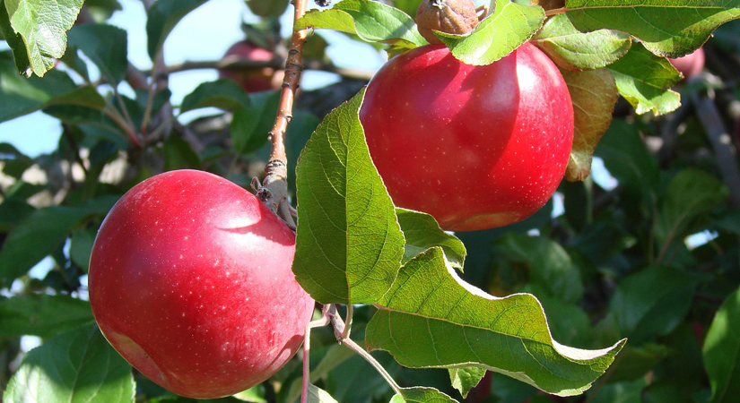 Apple Picking