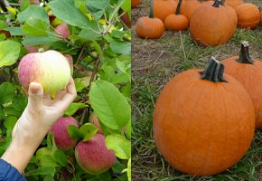 Apple Picking, Pumpkin Picking, Fall Fun at NJ Farms 