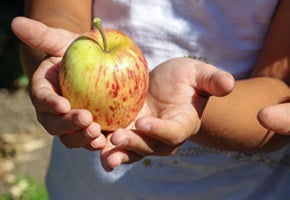 Top Apple Picking Farms in South Jersey