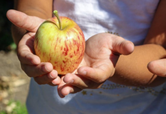 Top Apple Picking Farms in South Jersey