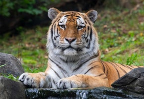 Wildlife Conservation Society - Five Incredible Wildlife Adventures for Schools & Youth Groups 