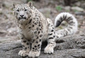 Sensory-Friendly Zoos, Aquariums, Farms & Animal Adventures for Families in NJ & NYC