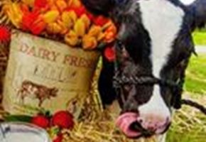 Have You “Herd”? Not Just Your Ordinary Harvest Festival 