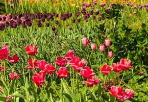 Discovering Floral Elegance of New Jersey's Blossom Gardens and Arboretums