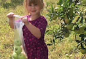 Top Apple Picking Farms in South Jersey