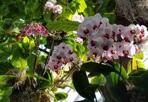 Virtual Springtime Flowers, Orchids and Blooming Gardens in NJ and Beyond