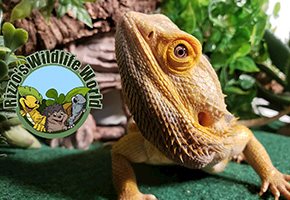 Bring The Wildlife To Your House Or Your Classroom! Have A Virtual Experience With Rizzo’s Wildlife