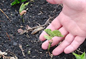 Calling All Kids Who Love Dirt, Flowers, and Gardens