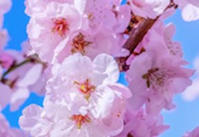 Best Cherry Blossom Festivals in NJ and Beyond