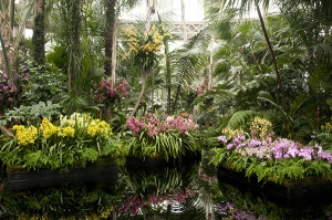 Orchid Show NY Botanical Garden