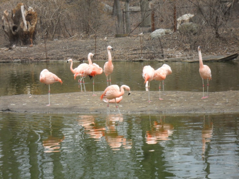 flamingos