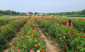 Flower Festival at Terhune Orchards