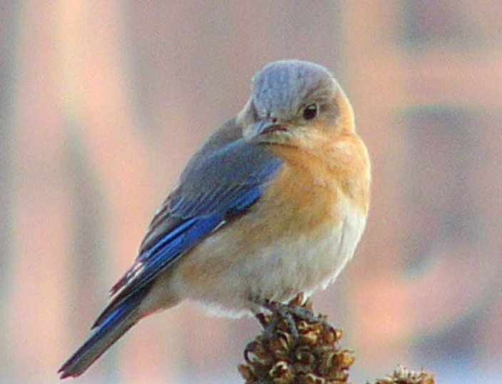 Casual Birder at Hartshore Woods Park-Free