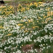 Reeves-Reed Arboretum