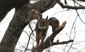 Audubon: Owls of New Jersey at NJ Botanical Garden