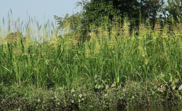 Lenape Life Hike at Tulpehaking Nature Center