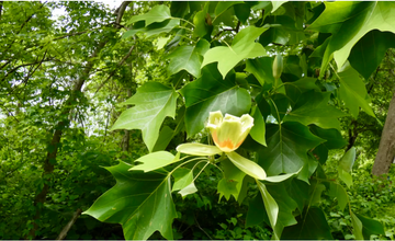 Young Adult Craft Night at Tulpehaking Nature Center