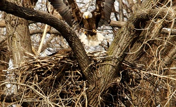 Audubon: Attracting Nesting Birds at NJ Botanical Garden