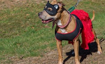 Costume Pet Parade