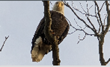 Eyes on Eagles at Mercer County Park West Picnic Area